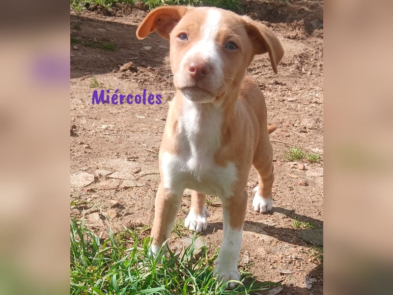 Miércoles 01/2025 (ESP) - verspieltes und neugieriges Podenco Mädchen!