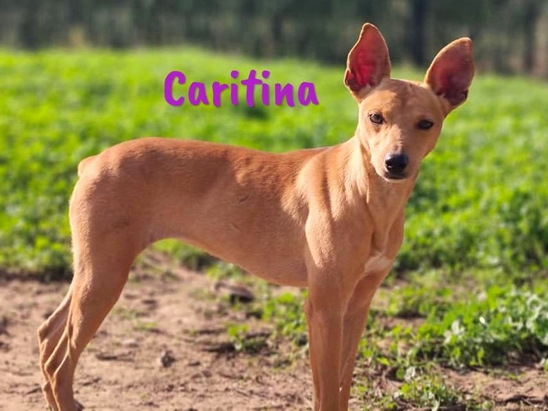 Caritina 02/2024 (ESP) - bezaubernde Podenco-Mix Junghündin!