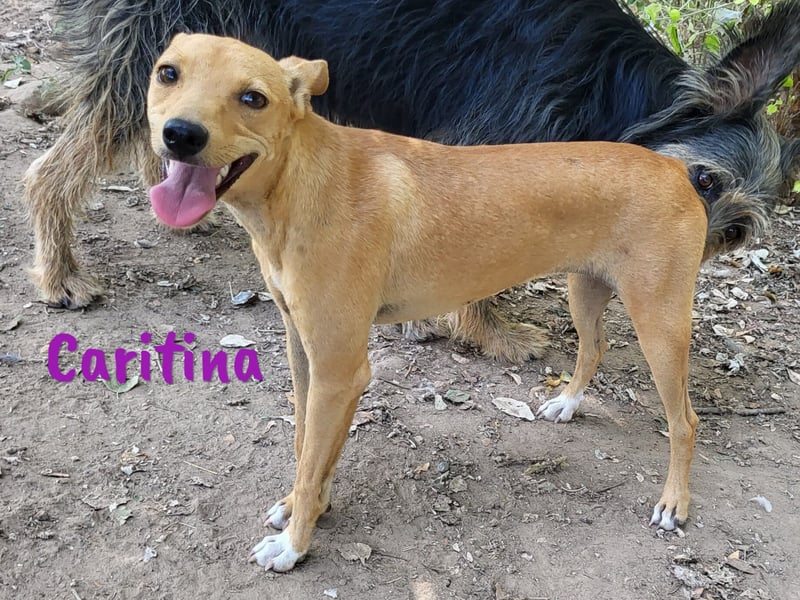 Caritina 02/2024 (ESP) - bezaubernde Podenco-Mix Junghündin!