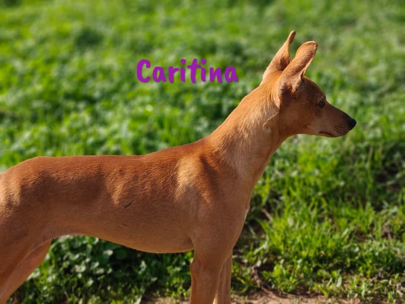 Caritina 02/2024 (ESP) - bezaubernde Podenco-Mix Junghündin!