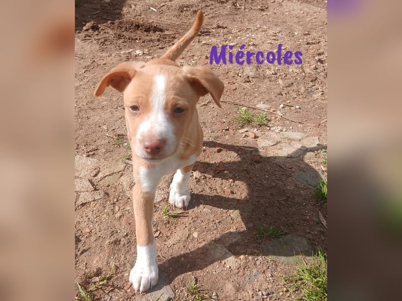 Miércoles 01/2025 (ESP) - verspieltes und neugieriges Podenco Mädchen!