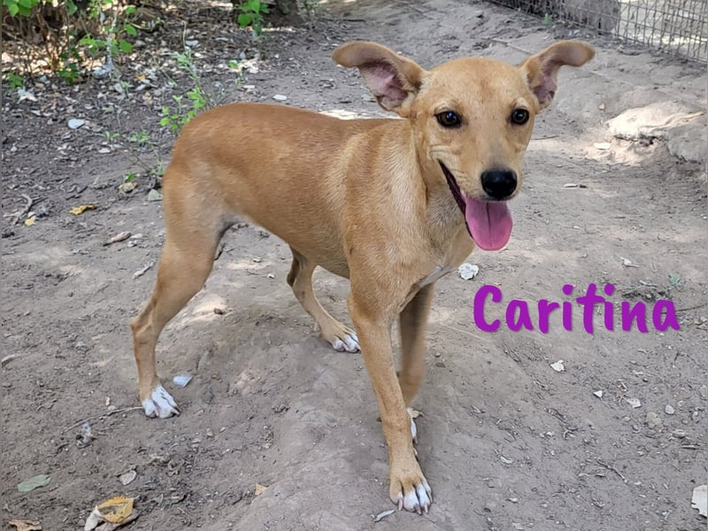 Caritina 02/2024 (ESP) - bezaubernde Podenco-Mix Junghündin!