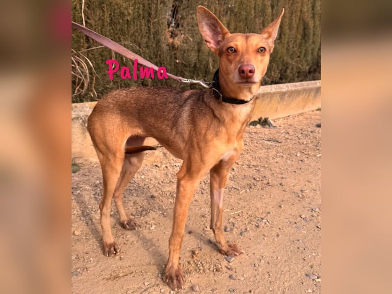 Palma geb. 07/2023 (ESP) - sehr zarte, soziale und liebenswerte Podenca!