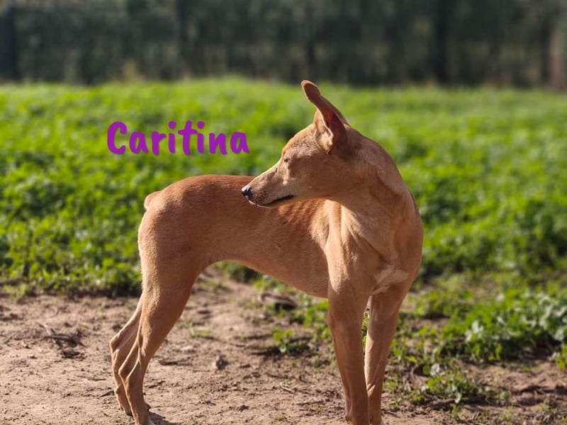 Caritina 02/2024 (ESP) - bezaubernde Podenco-Mix Junghündin!