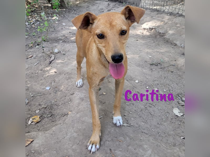 Caritina 02/2024 (ESP) - bezaubernde Podenco-Mix Junghündin!