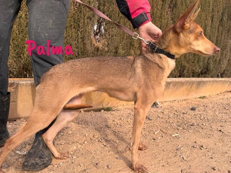 Palma geb. 07/2023 (ESP) - sehr zarte, soziale und liebenswerte Podenca!