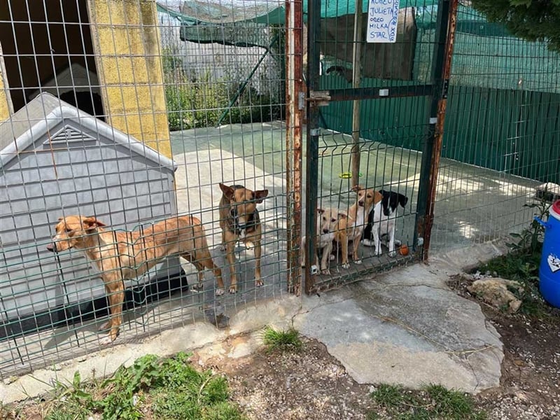 JULIETA-Seele von Hund, berührt die Herzen sucht ein Körbchen mit ihrem Seelengefährten Romeo