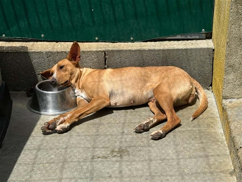 JULIETA-Seele von Hund, berührt die Herzen sucht ein Körbchen mit ihrem Seelengefährten Romeo