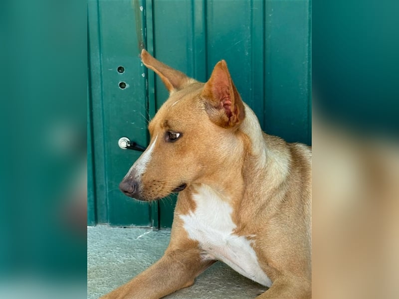 JULIETA-Seele von Hund, berührt die Herzen sucht ein Körbchen mit ihrem Seelengefährten Romeo