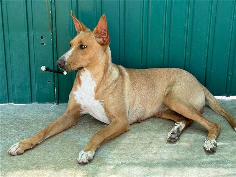 JULIETA-Seele von Hund, berührt die Herzen sucht ein Körbchen mit ihrem Seelengefährten Romeo