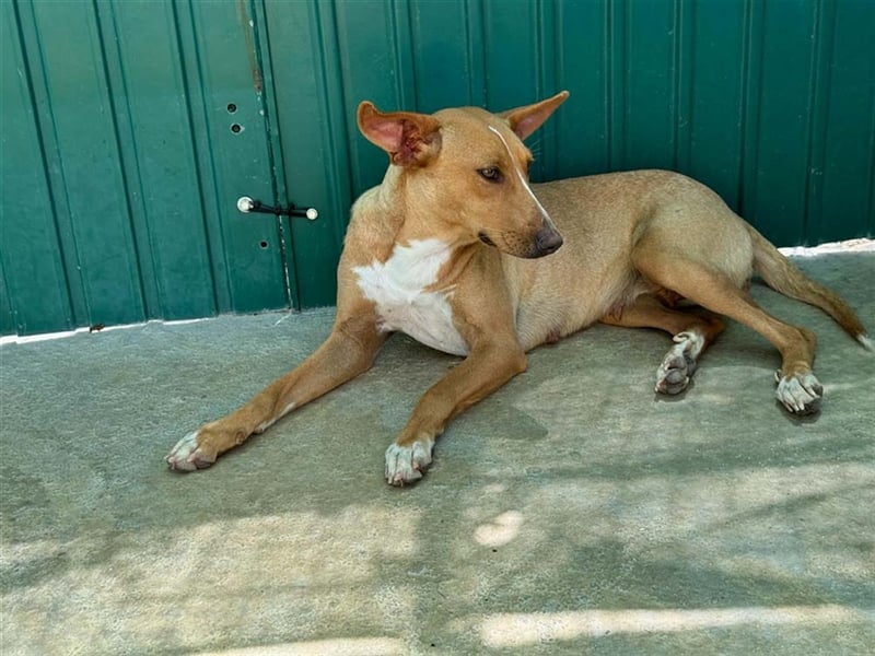 JULIETA-Seele von Hund, berührt die Herzen sucht ein Körbchen mit ihrem Seelengefährten Romeo