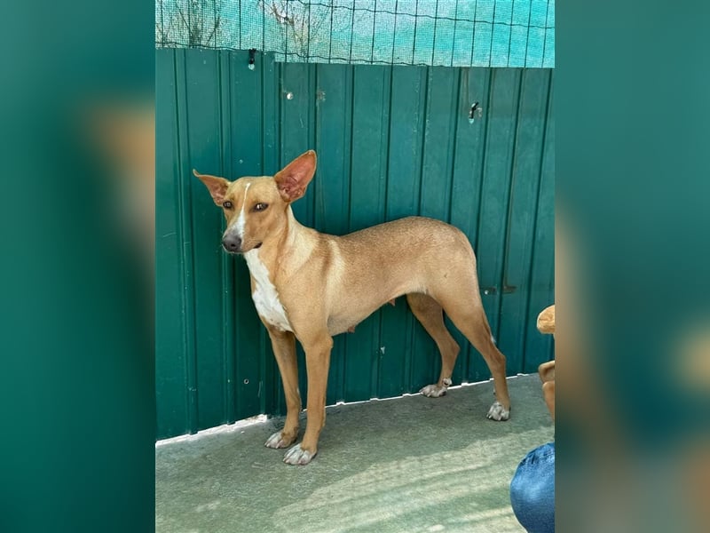 JULIETA-Seele von Hund, berührt die Herzen sucht ein Körbchen mit ihrem Seelengefährten Romeo