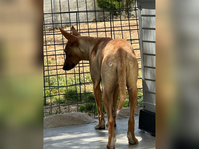 JULIETA-Seele von Hund, berührt die Herzen sucht ein Körbchen mit ihrem Seelengefährten Romeo