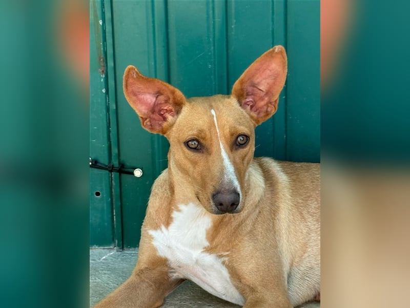 JULIETA-Seele von Hund, berührt die Herzen sucht ein Körbchen mit ihrem Seelengefährten Romeo