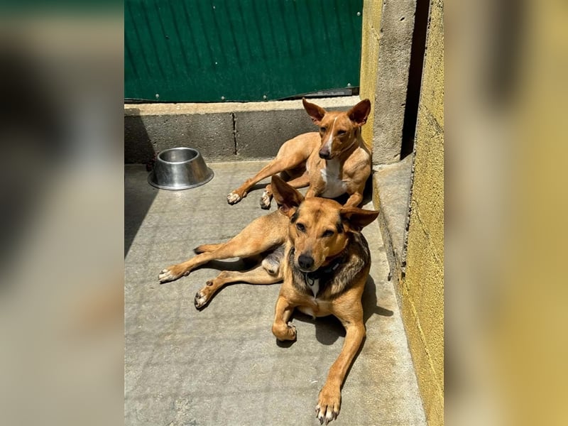 JULIETA-Seele von Hund, berührt die Herzen sucht ein Körbchen mit ihrem Seelengefährten Romeo
