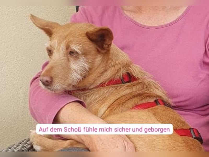 AURELIA-liebe ruhige Zaubermaus sucht sehnsüchtig ihr liebevolles "Für-immer-Zuhause"