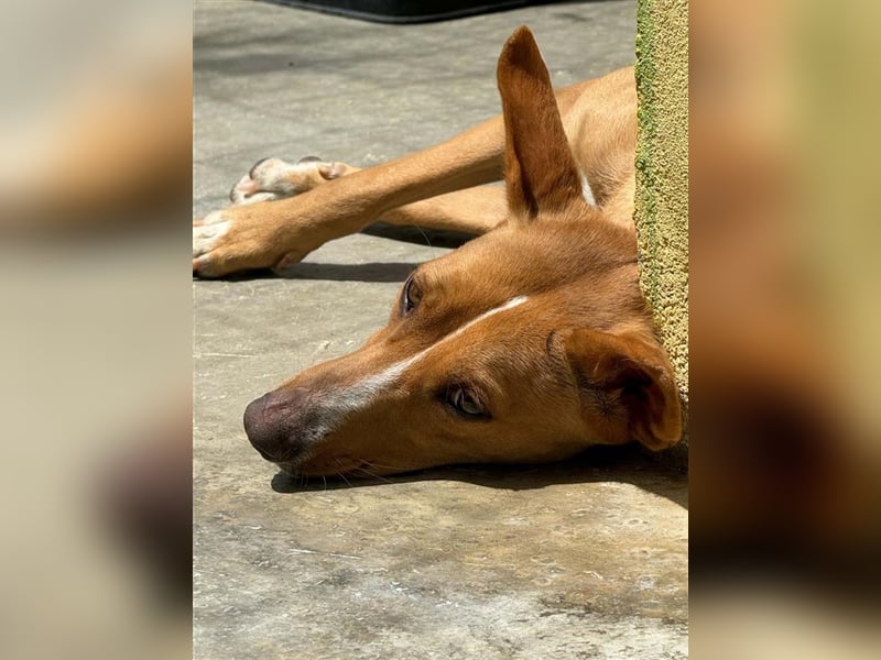 JULIETA-Seele von Hund, berührt die Herzen sucht ein Körbchen mit ihrem Seelengefährten Romeo