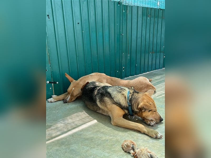 JULIETA-Seele von Hund, berührt die Herzen sucht ein Körbchen mit ihrem Seelengefährten Romeo