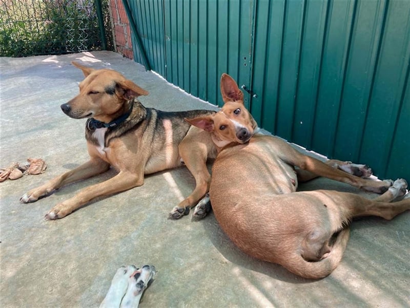 JULIETA-Seele von Hund, berührt die Herzen sucht ein Körbchen mit ihrem Seelengefährten Romeo