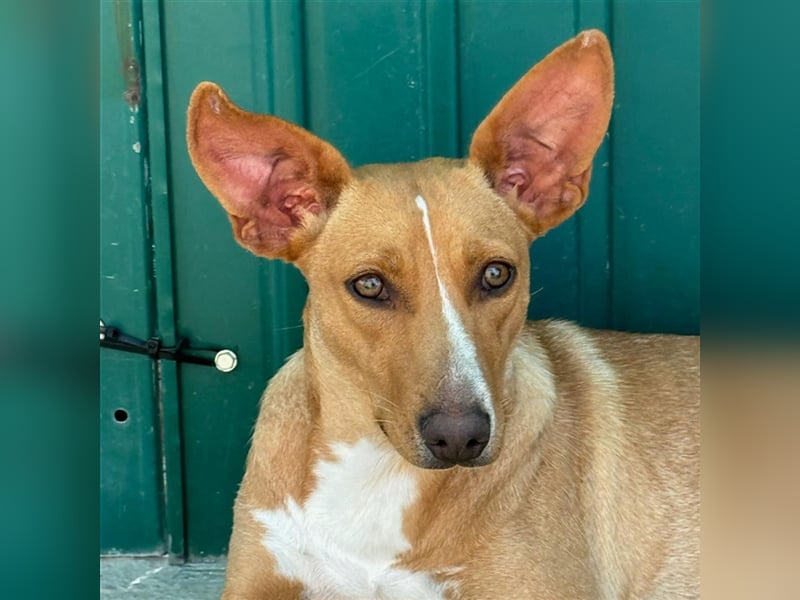 JULIETA-Seele von Hund, berührt die Herzen sucht ein Körbchen mit ihrem Seelengefährten Romeo