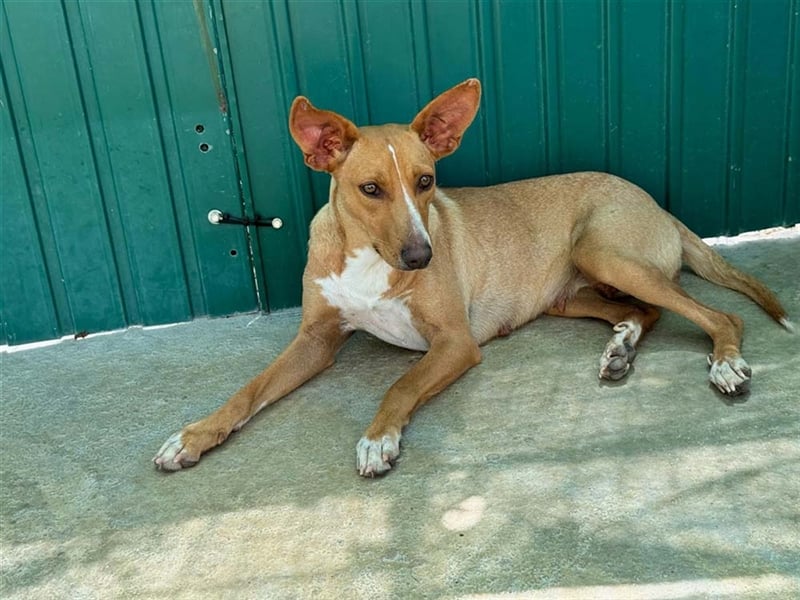 JULIETA-Seele von Hund, berührt die Herzen sucht ein Körbchen mit ihrem Seelengefährten Romeo