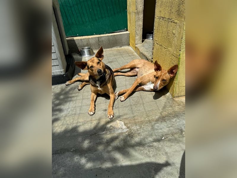 JULIETA-Seele von Hund, berührt die Herzen sucht ein Körbchen mit ihrem Seelengefährten Romeo