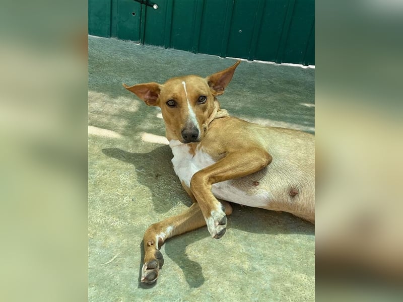JULIETA-Seele von Hund, berührt die Herzen sucht ein Körbchen mit ihrem Seelengefährten Romeo
