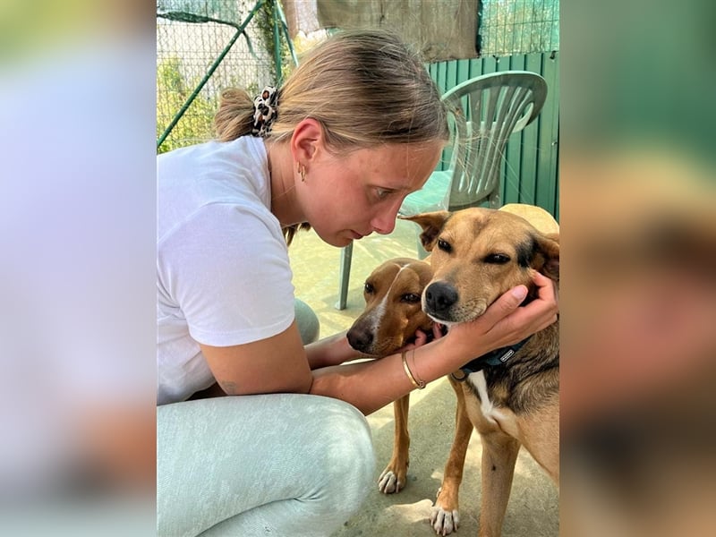 JULIETA-Seele von Hund, berührt die Herzen sucht ein Körbchen mit ihrem Seelengefährten Romeo