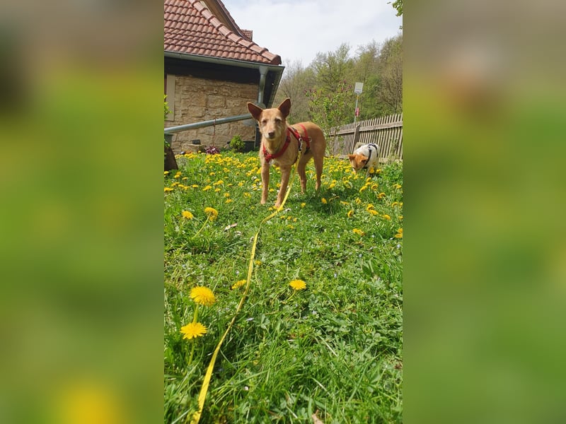 AURELIA-liebe ruhige Zaubermaus sucht sehnsüchtig ihr liebevolles "Für-immer-Zuhause"