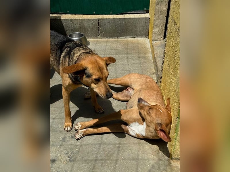 JULIETA-Seele von Hund, berührt die Herzen sucht ein Körbchen mit ihrem Seelengefährten Romeo