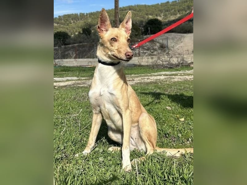 Bonita, ein kleiner Sonnenschein