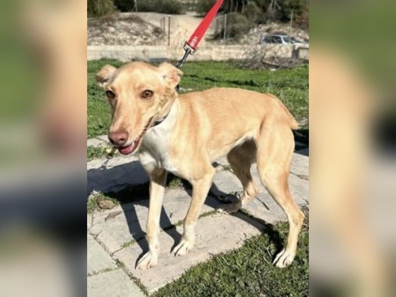 Bonita, ein kleiner Sonnenschein