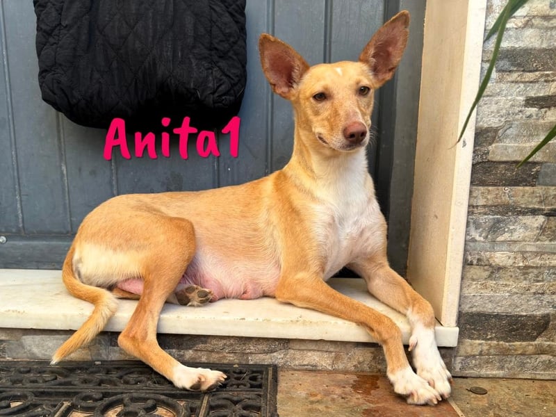 Anita1 05/2022 (ESP) - sehr verschmuste und liebevolle Podenca!