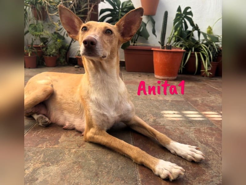 Anita1 05/2022 (ESP) - sehr verschmuste und liebevolle Podenca!