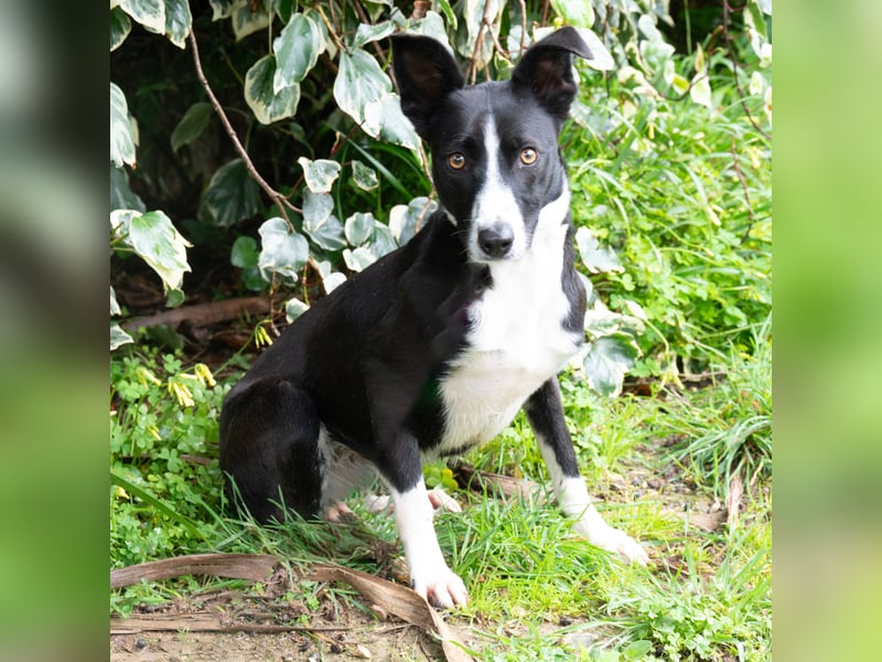 Berta: Engel auf 4 Pfoten - Podenco-Mix sucht Zuhause