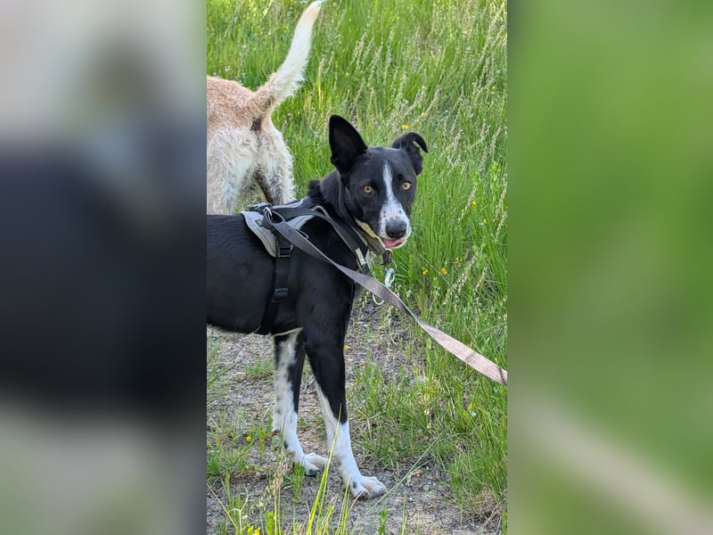 Berta: Engel auf 4 Pfoten - Podenco-Mix sucht Zuhause