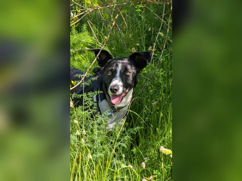 Berta: Engel auf 4 Pfoten - Podenco-Mix sucht Zuhause