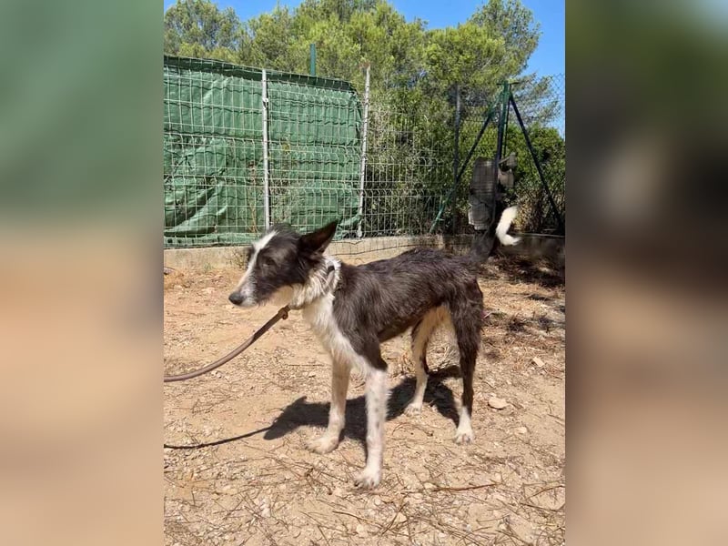 BIMBA-zartes Wesen mit dem besondern Funkeln in den Augen, liebenswürdig, freundlich sozial