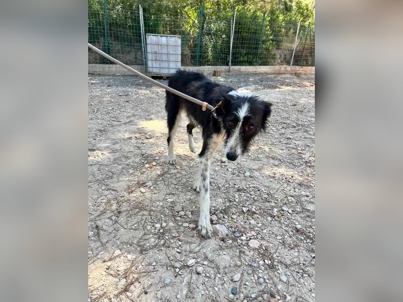 BIMBA-zartes Wesen mit dem besondern Funkeln in den Augen, liebenswürdig, freundlich sozial