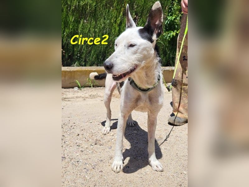 Circe2 geb. 06/2022 (ESP) - verschmuste und soziale, wunderschöne Podenco-Bodeguero Mix Hündin!