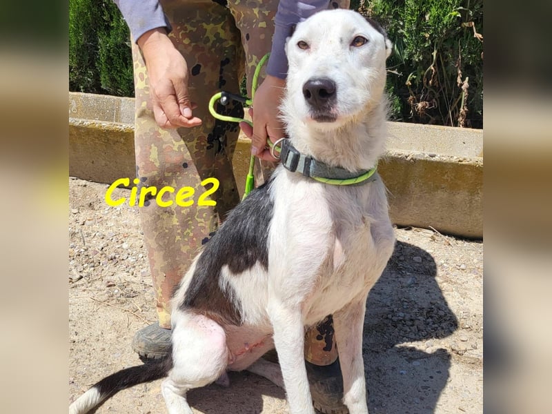 Circe2 geb. 06/2022 (ESP) - verschmuste und soziale, wunderschöne Podenco-Bodeguero Mix Hündin!
