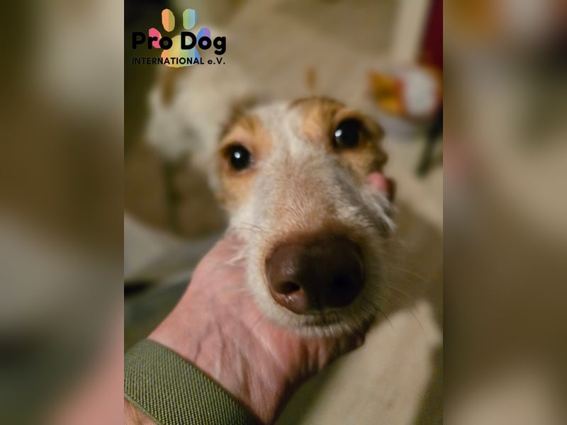 Lilo auf Pflegestelle