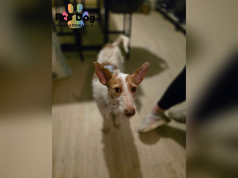 Lilo auf Pflegestelle