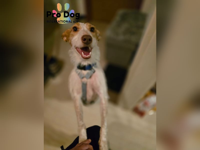 Lilo auf Pflegestelle