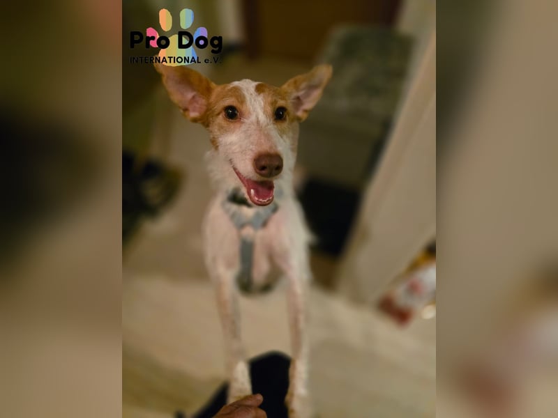 Lilo auf Pflegestelle