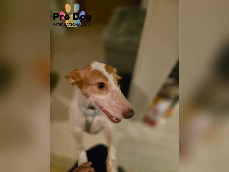 Lilo auf Pflegestelle