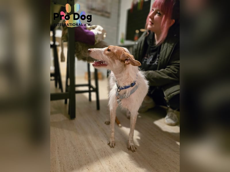 Lilo auf Pflegestelle