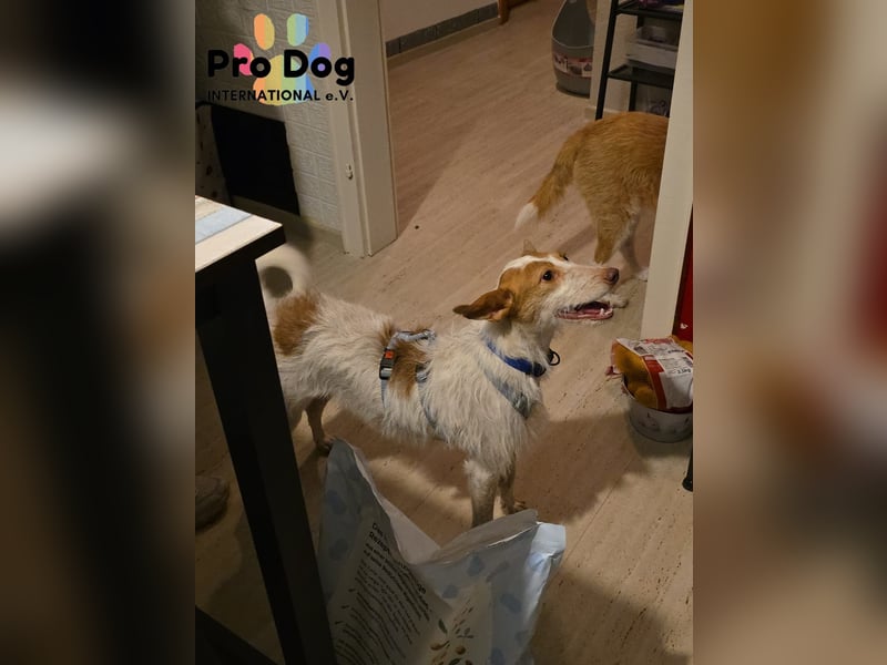 Lilo auf Pflegestelle