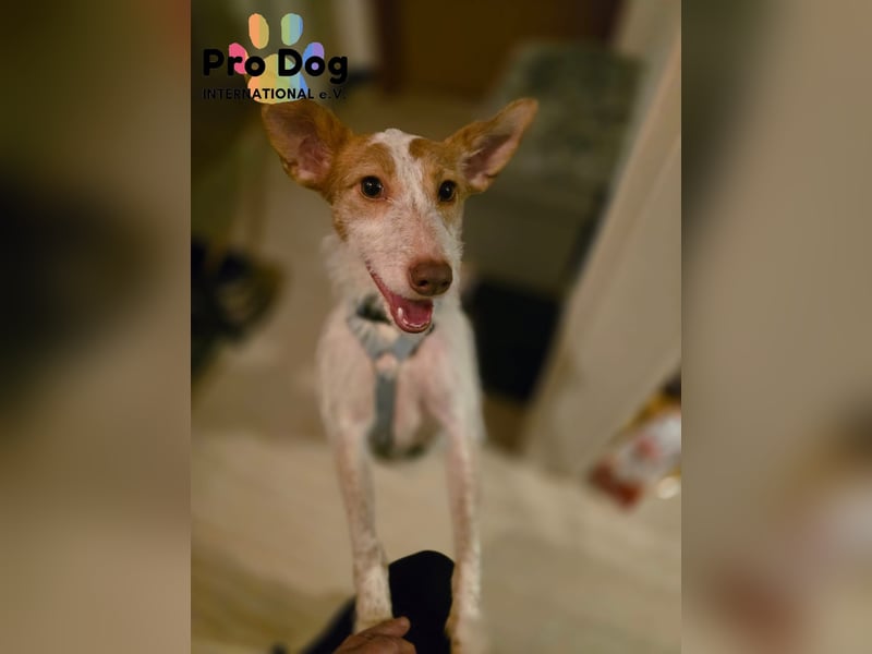 Lilo auf Pflegestelle