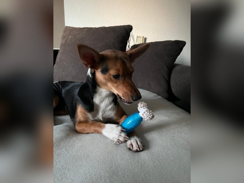 Tizi sucht ein neues Zuhause !
